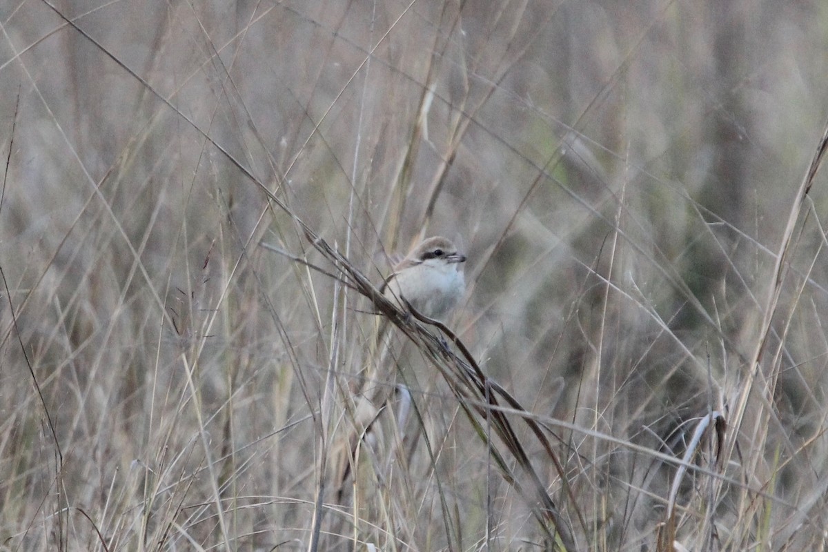 Brown Shrike - ML56007581