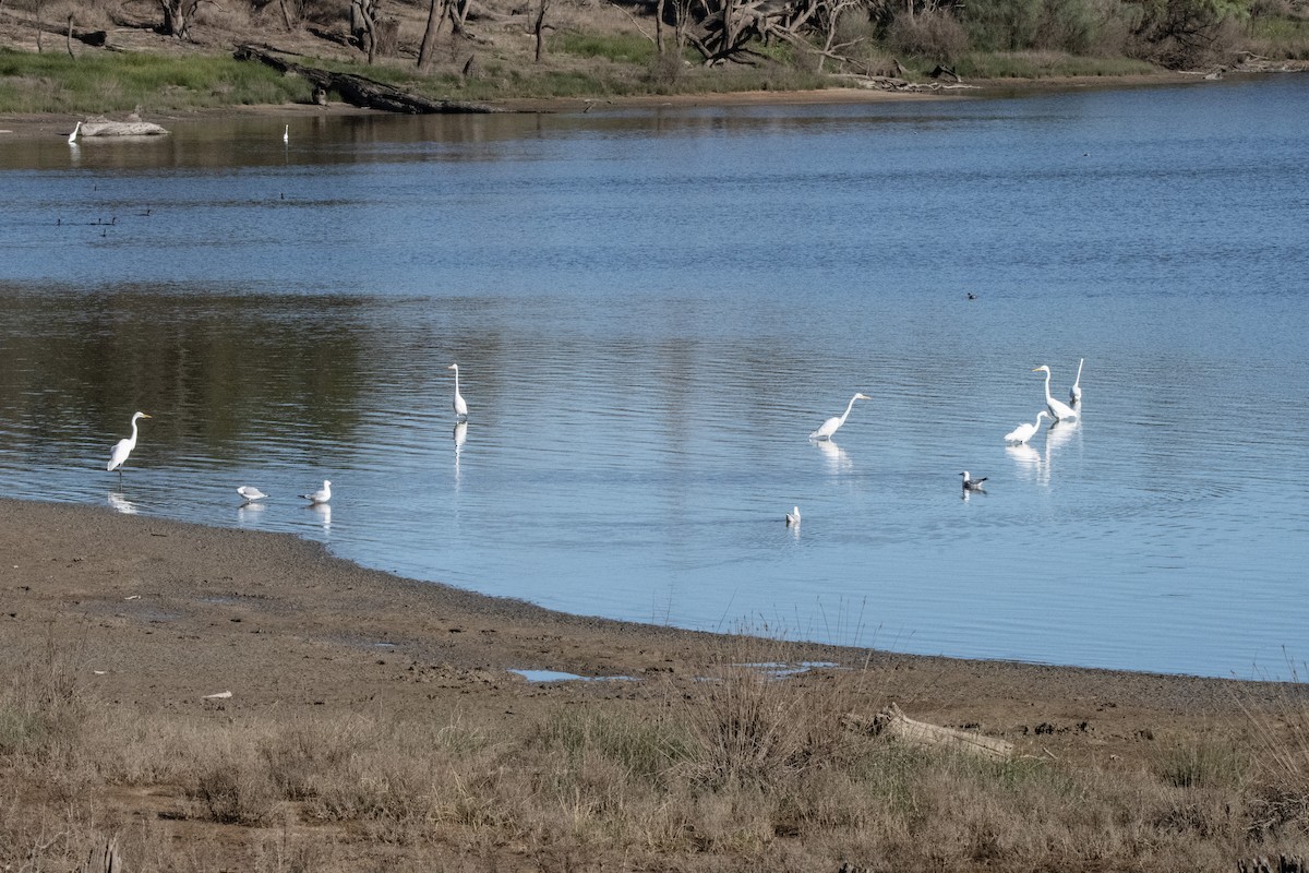 Great Egret - ML560076901