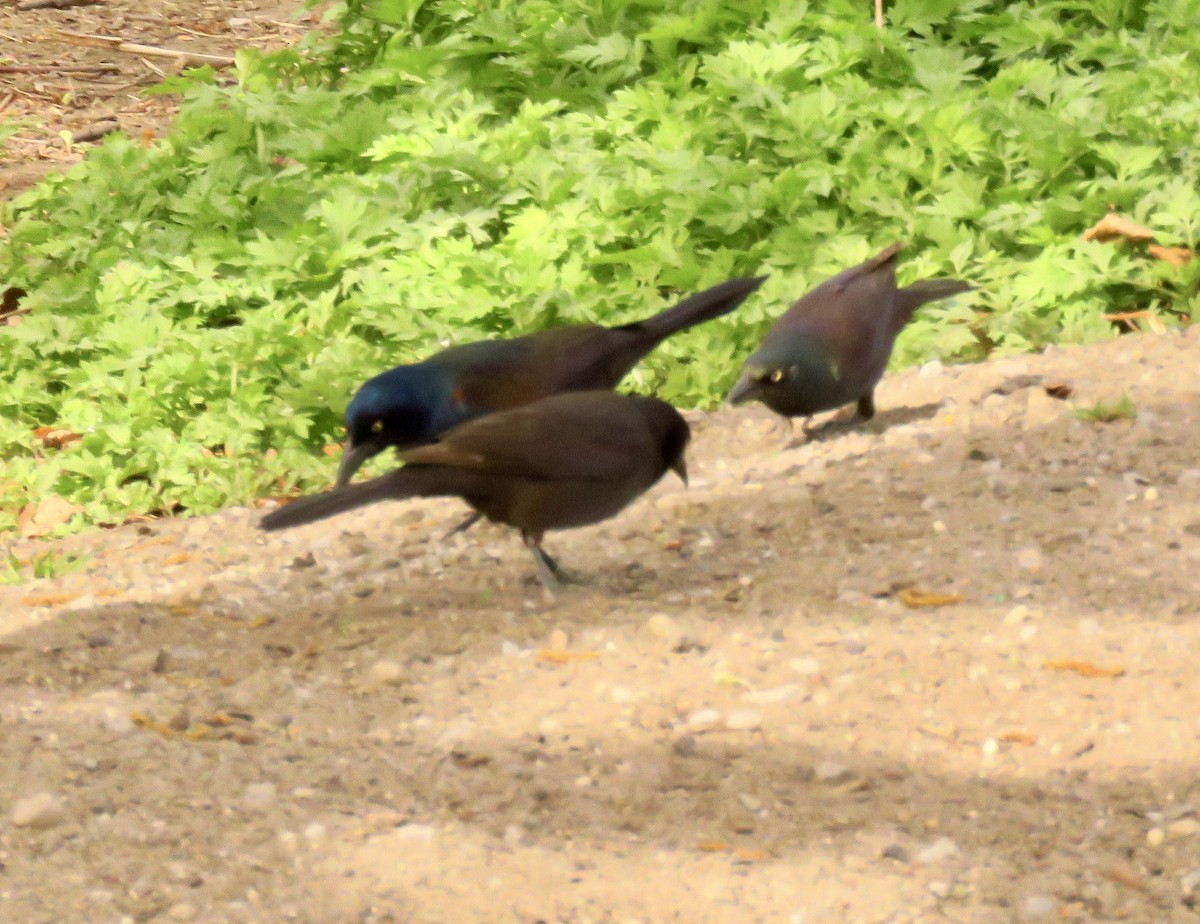 Common Grackle - Randy Bumbury