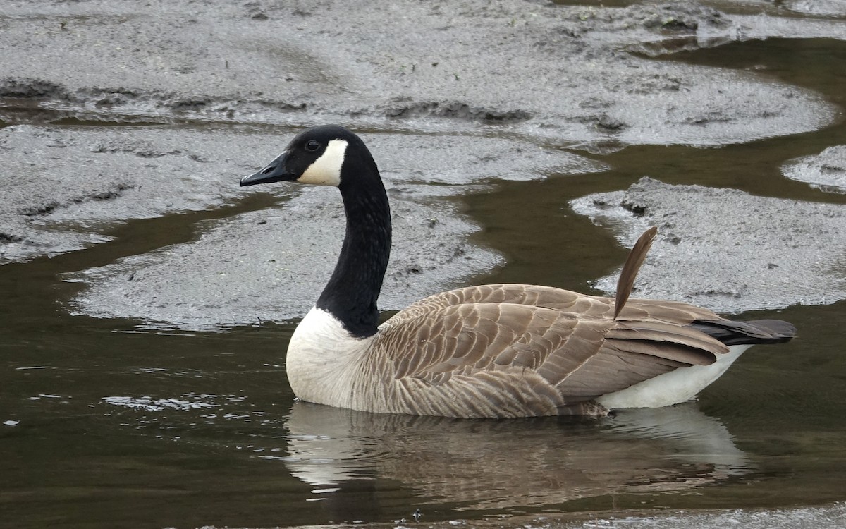 Canada Goose - ML560077791