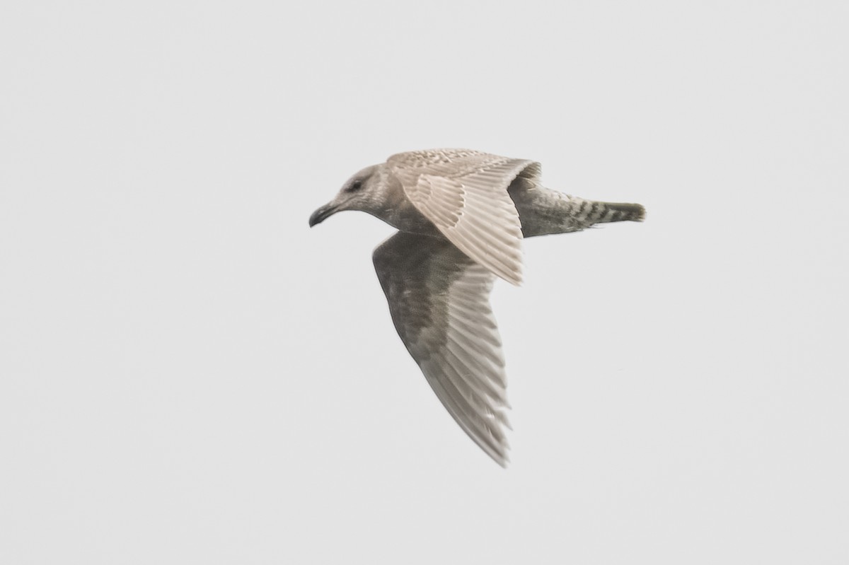 Glaucous-winged Gull - Calvin S