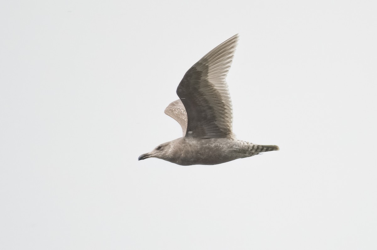 Glaucous-winged Gull - ML560078091