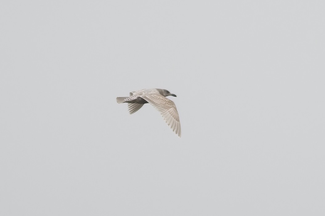 Glaucous-winged Gull - Calvin S