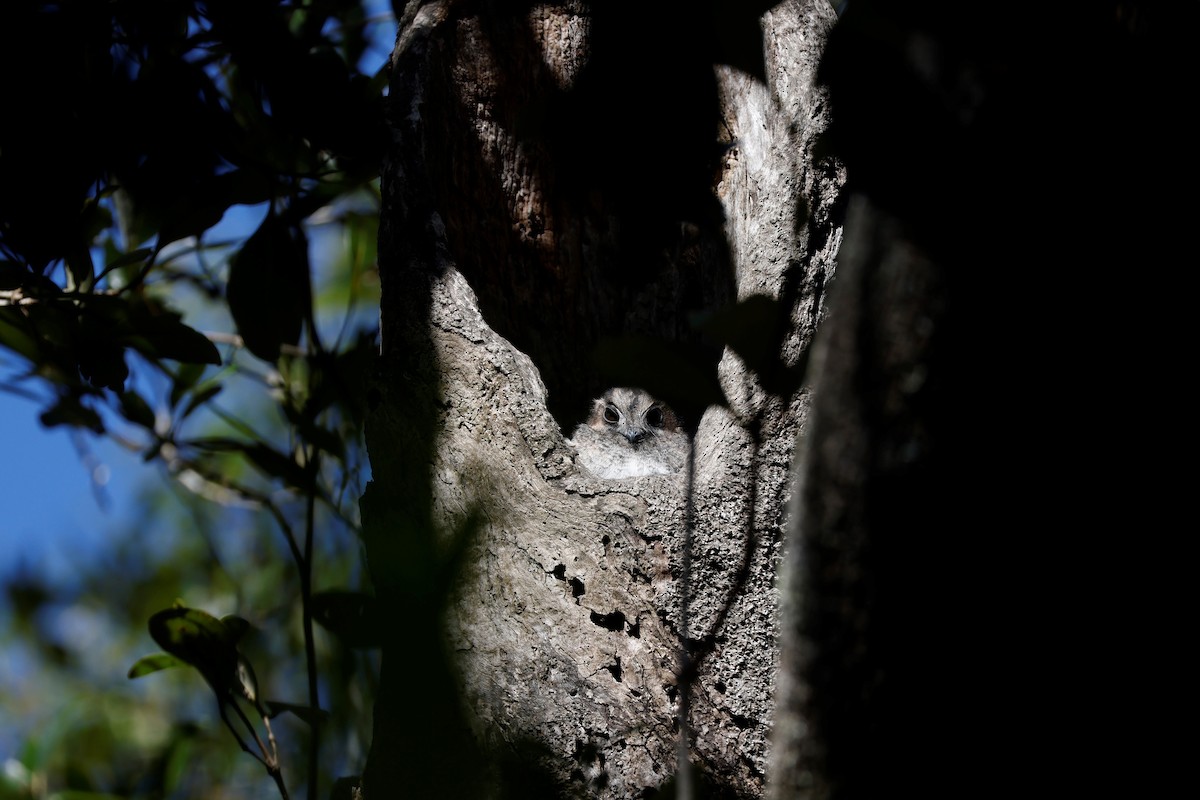 Australian Owlet-nightjar - ML560078771