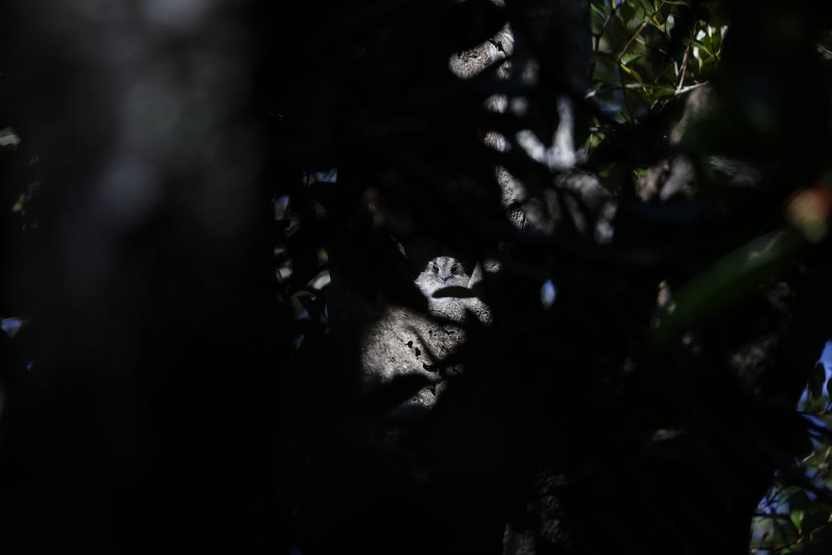 Australian Owlet-nightjar - ML560078921