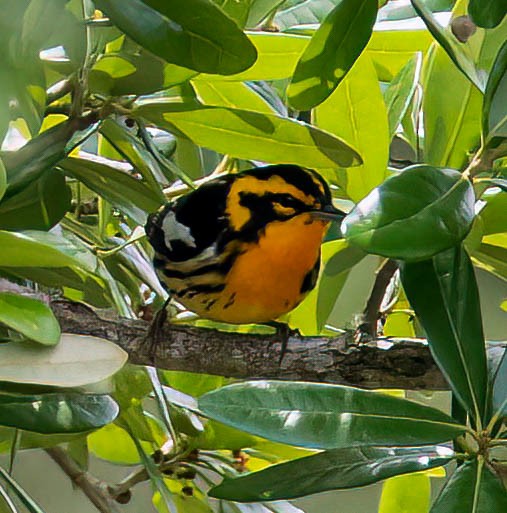 Blackburnian Warbler - ML560079191