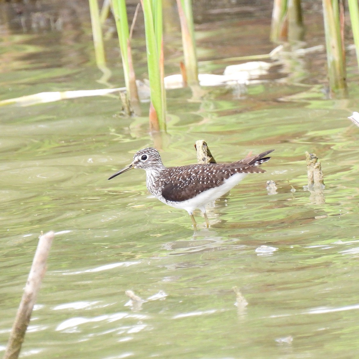 Solitary Sandpiper - ML560079251