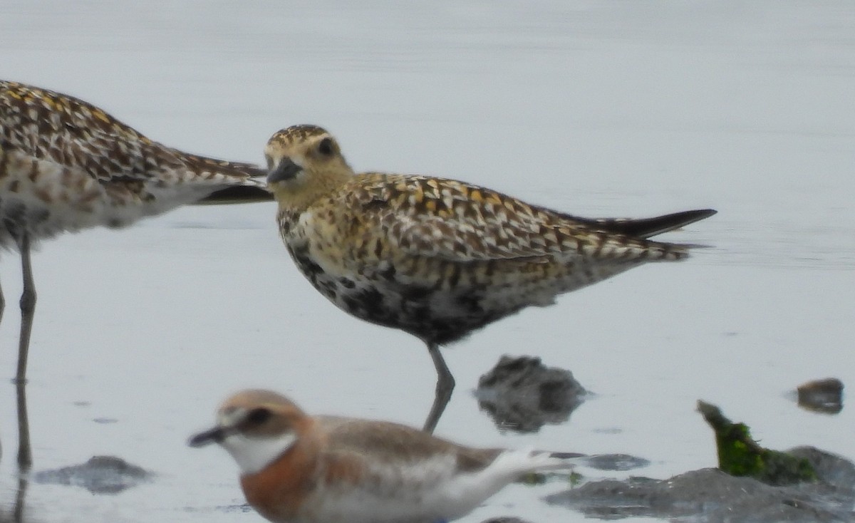 Pacific Golden-Plover - ML560080221