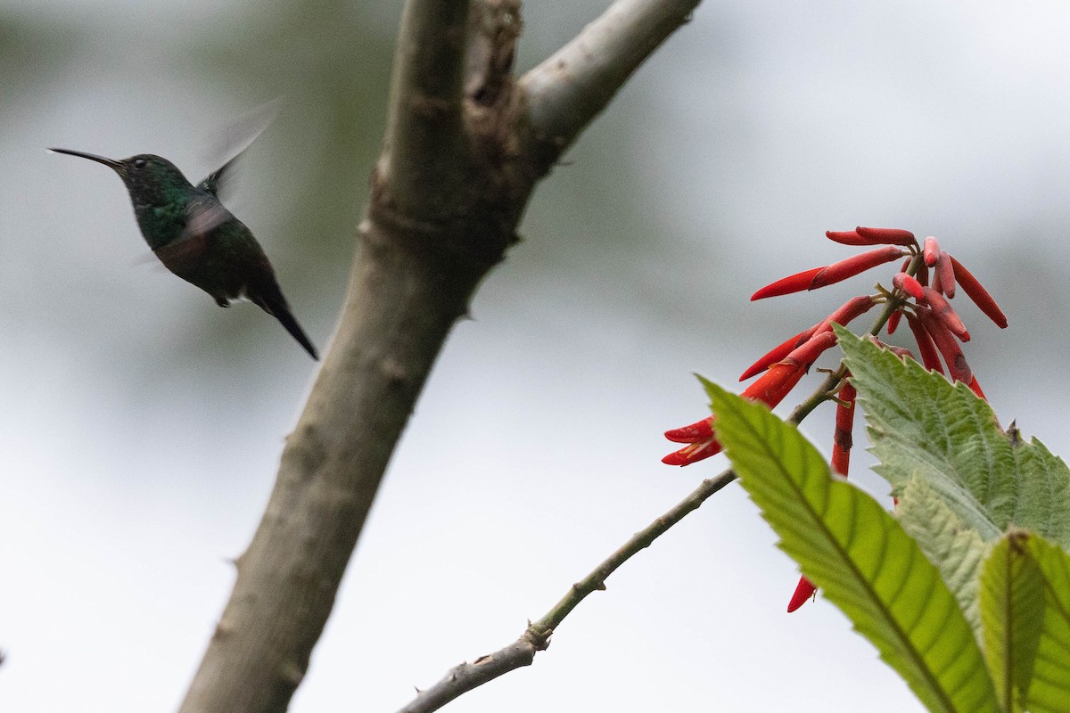 kolibřík středoamerický - ML560081811