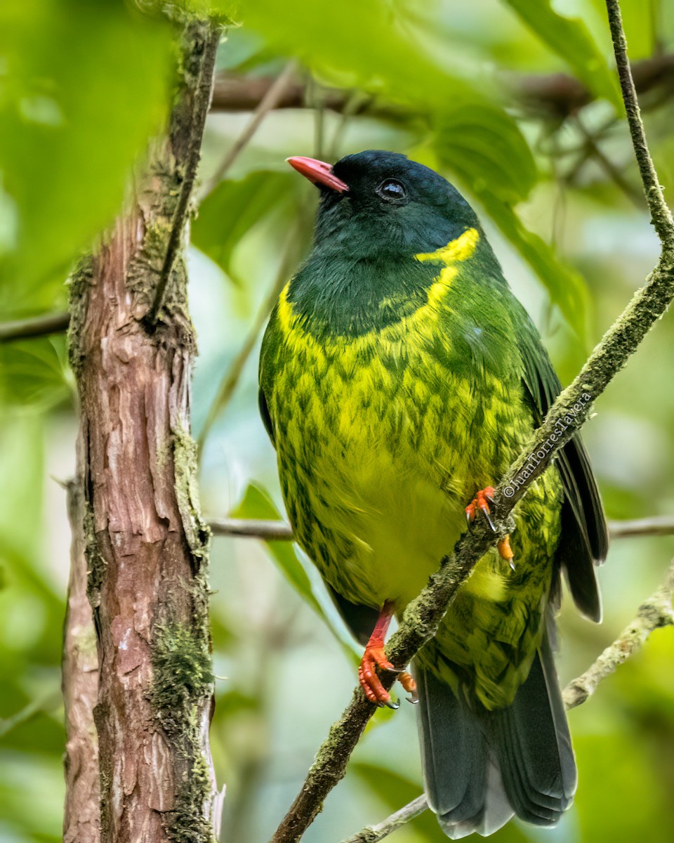 Green-and-black Fruiteater - ML560082531