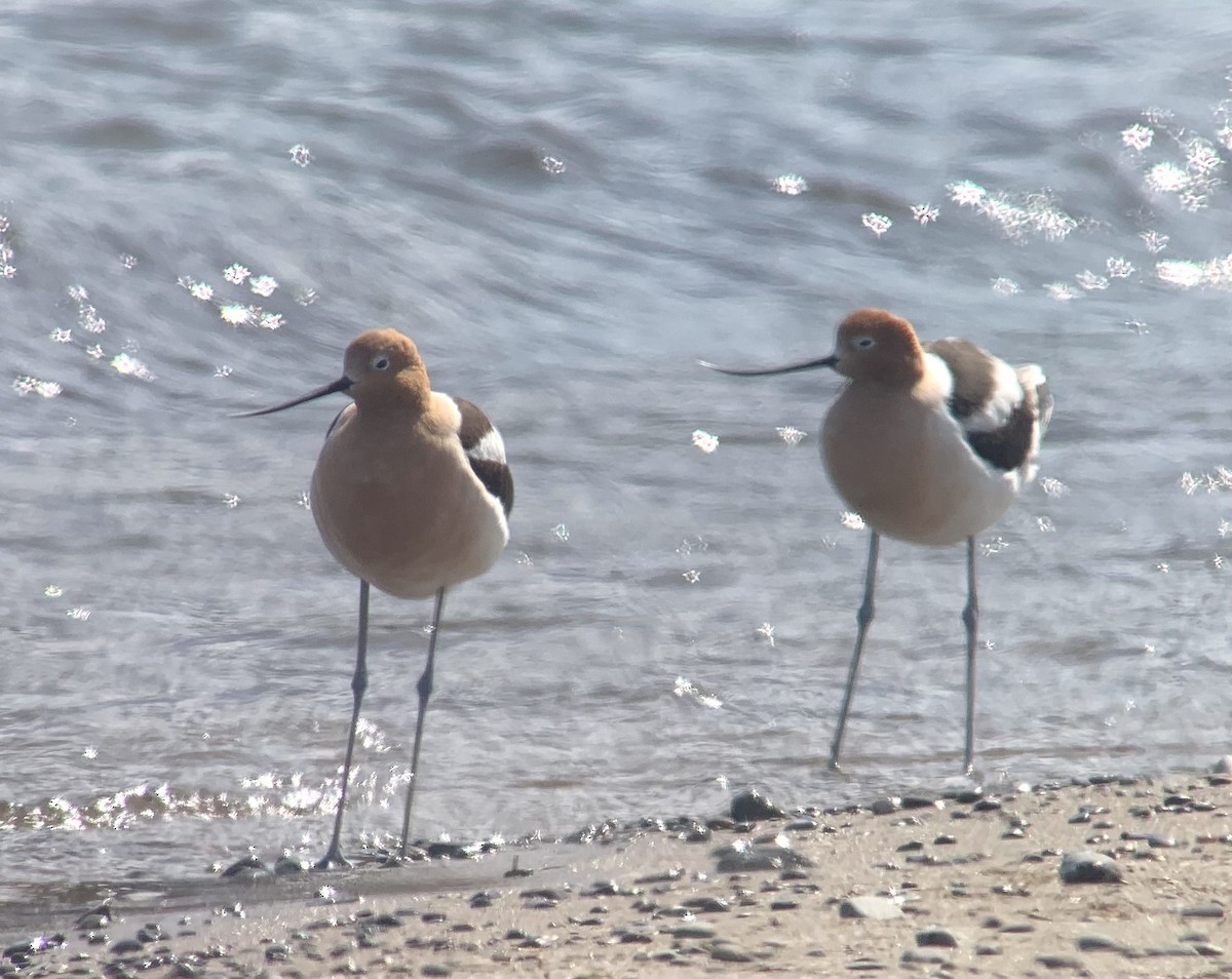 Avocette d'Amérique - ML560082961