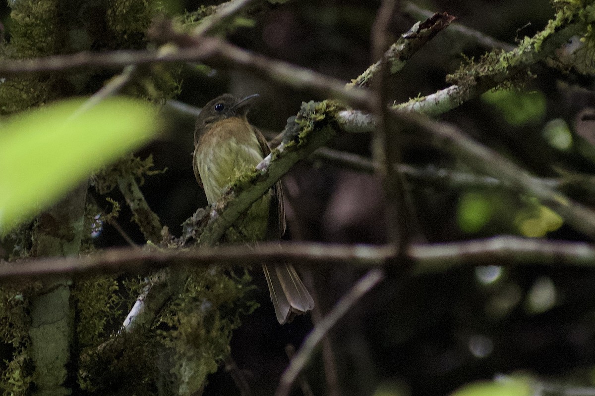 Fulvous-breasted Flatbill - ML560083471