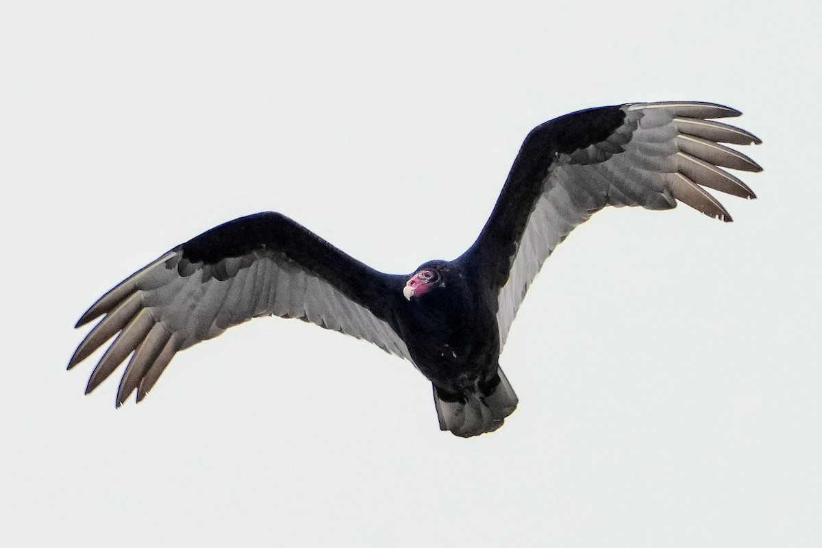 Turkey Vulture - J'orge 🐦