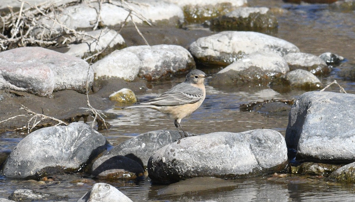 American Pipit - ML560084151