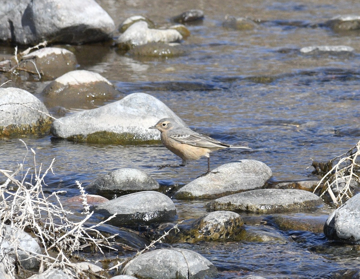 American Pipit - ML560084201