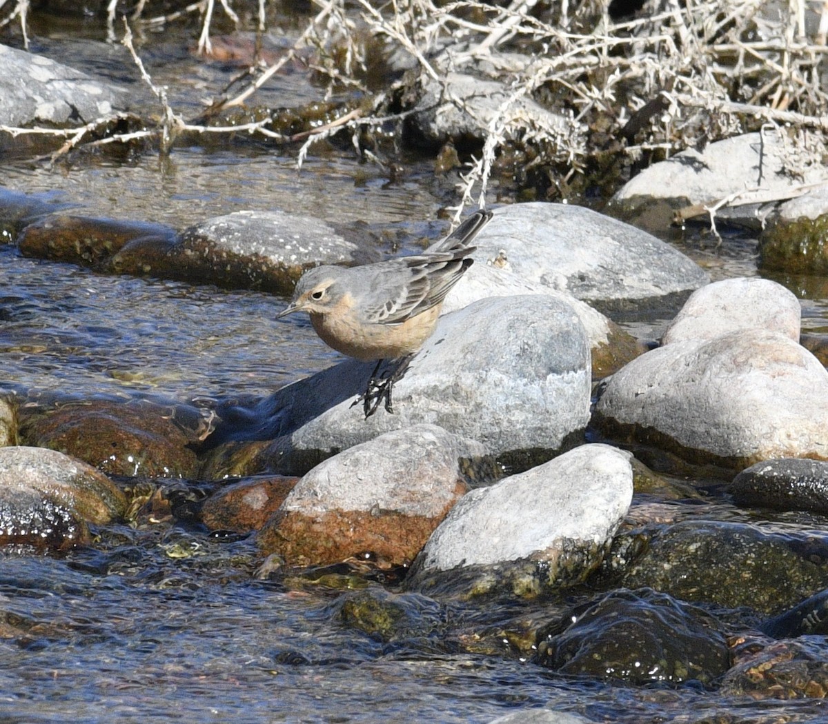 American Pipit - ML560084261