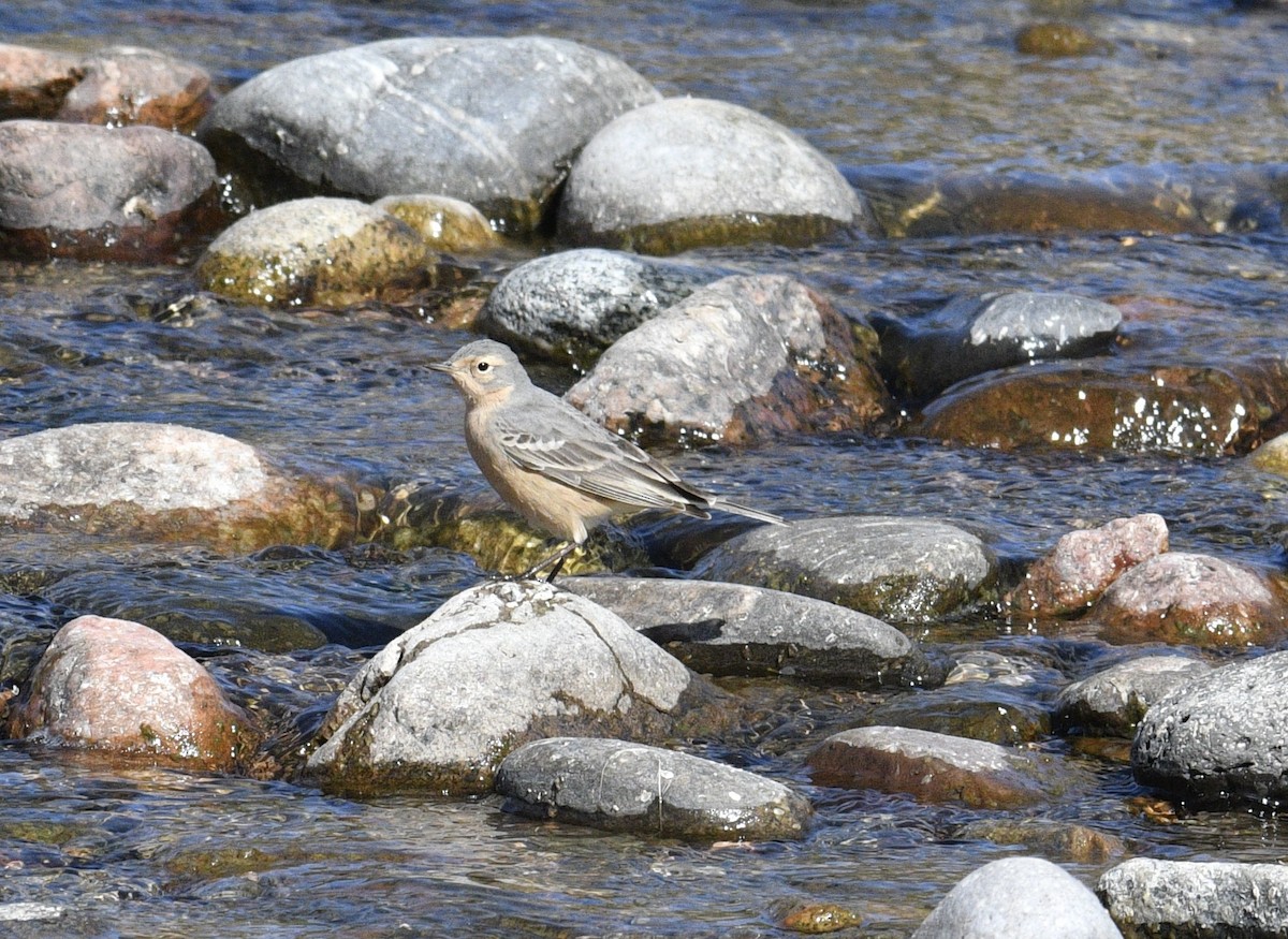 American Pipit - ML560084501