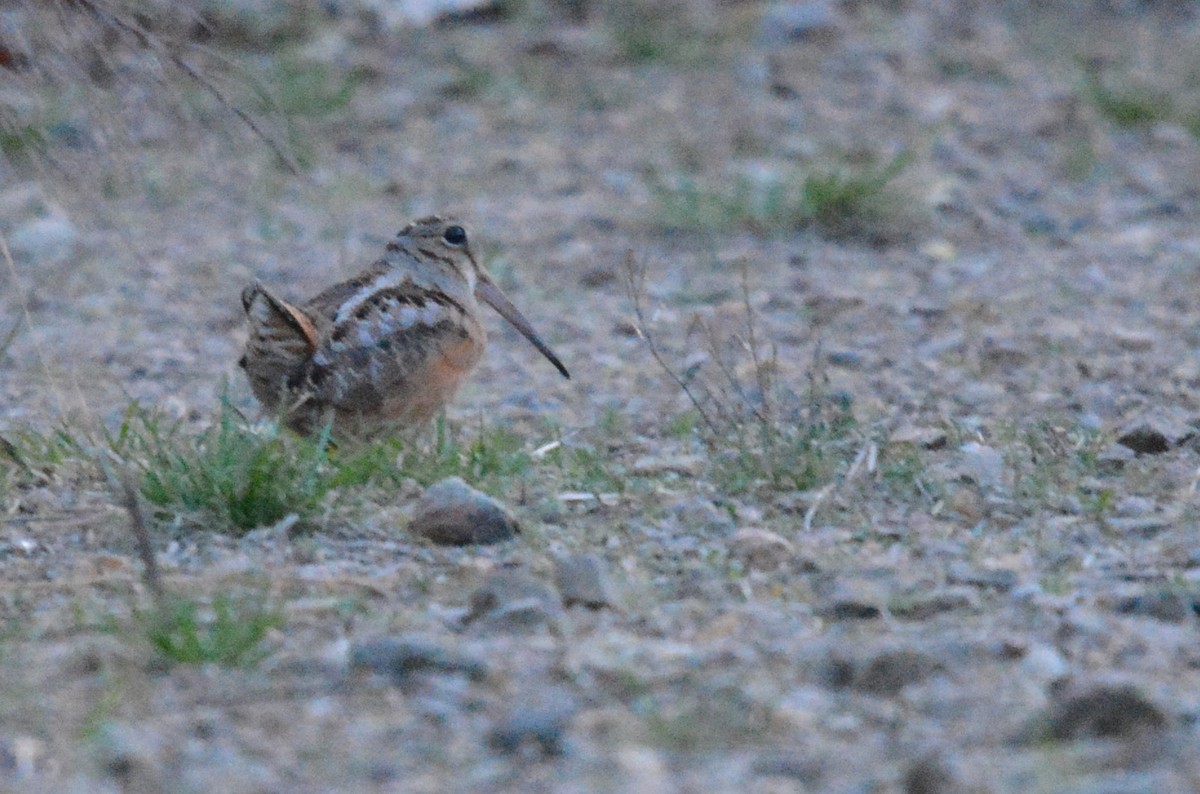 American Woodcock - ML560084931