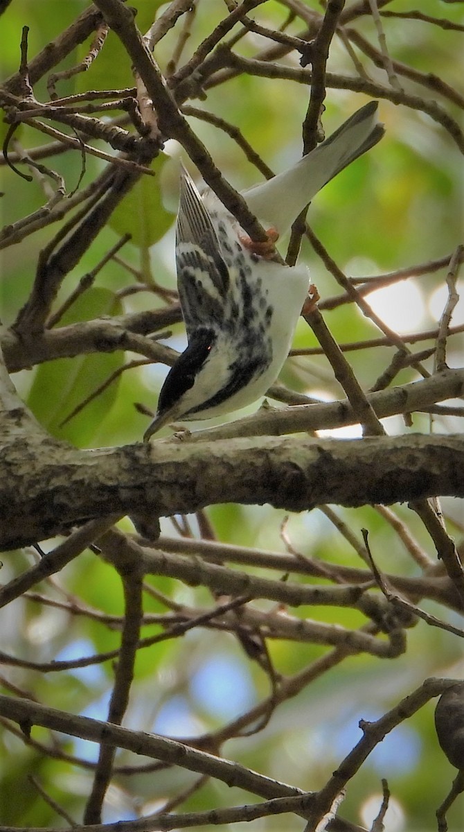 Paruline rayée - ML560085091