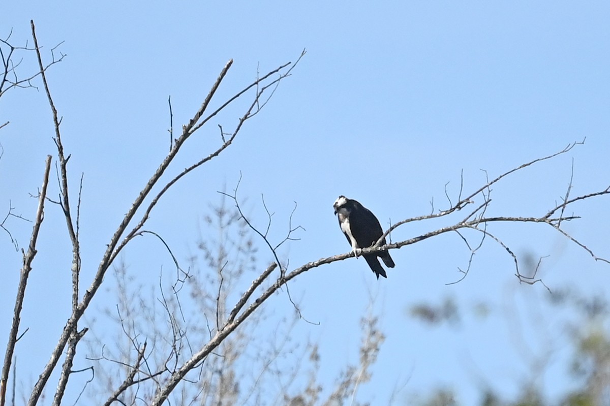 Balbuzard pêcheur - ML560085281