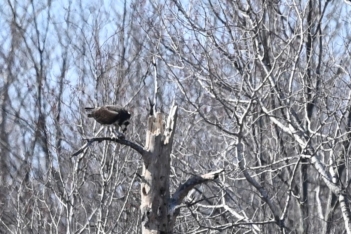 Águila Pescadora - ML560085301