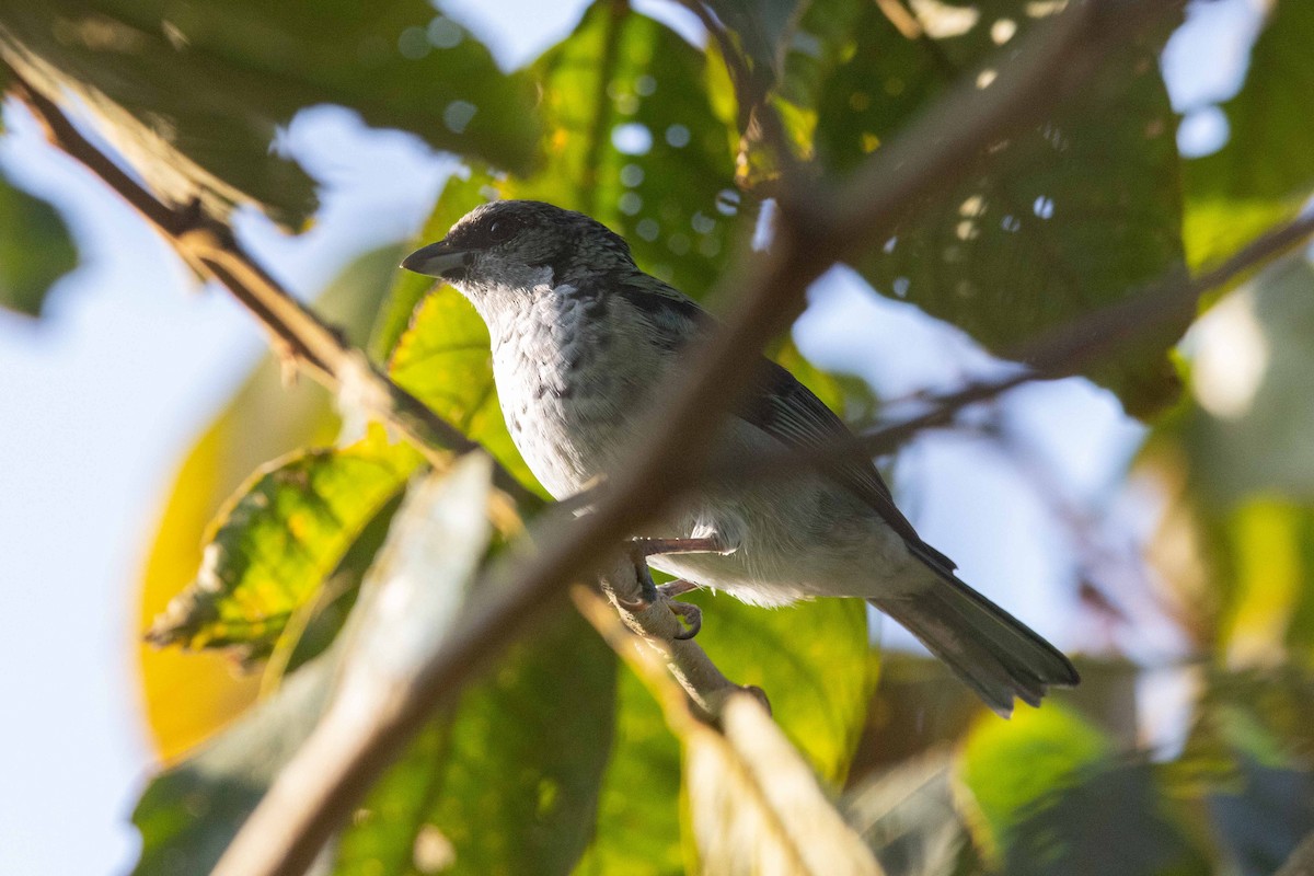 Azure-rumped Tanager - Eric VanderWerf