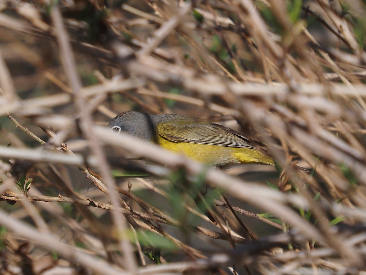 Nashville Warbler - ML560088201