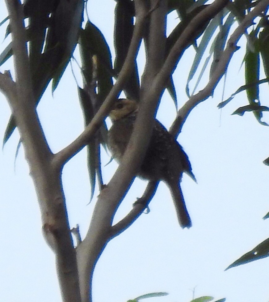 Regent Bowerbird - Eliza Scott