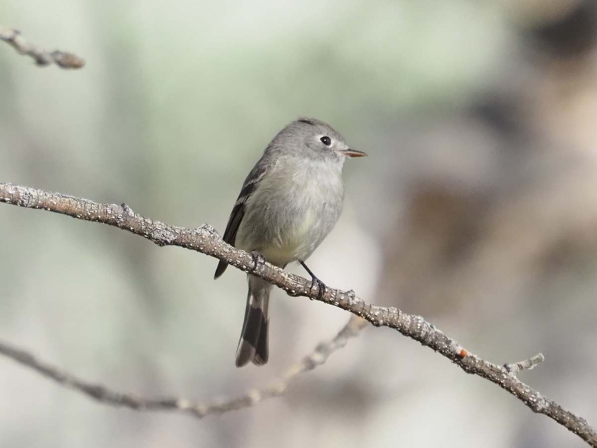 Hammond's Flycatcher - ML560088641