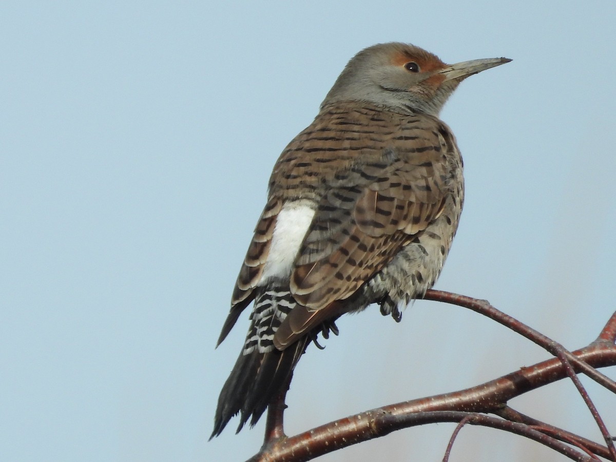Northern Flicker - Ted Hogg