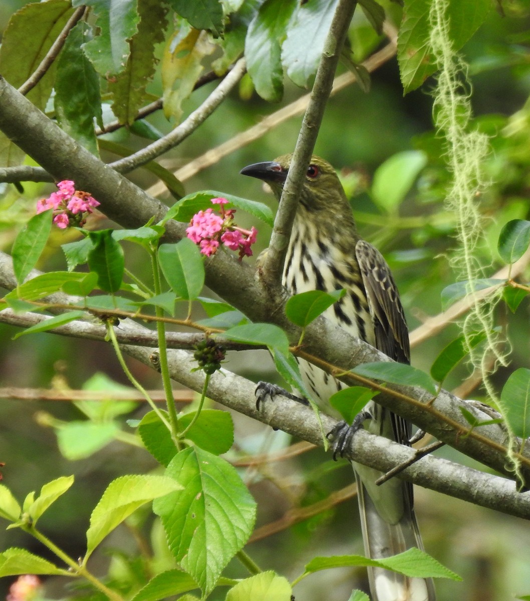 Olive-backed Oriole - Eliza Scott