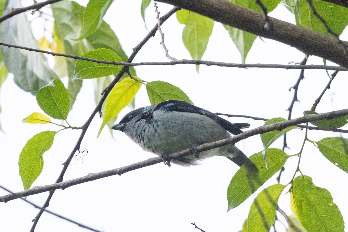 Azure-rumped Tanager - Eric VanderWerf