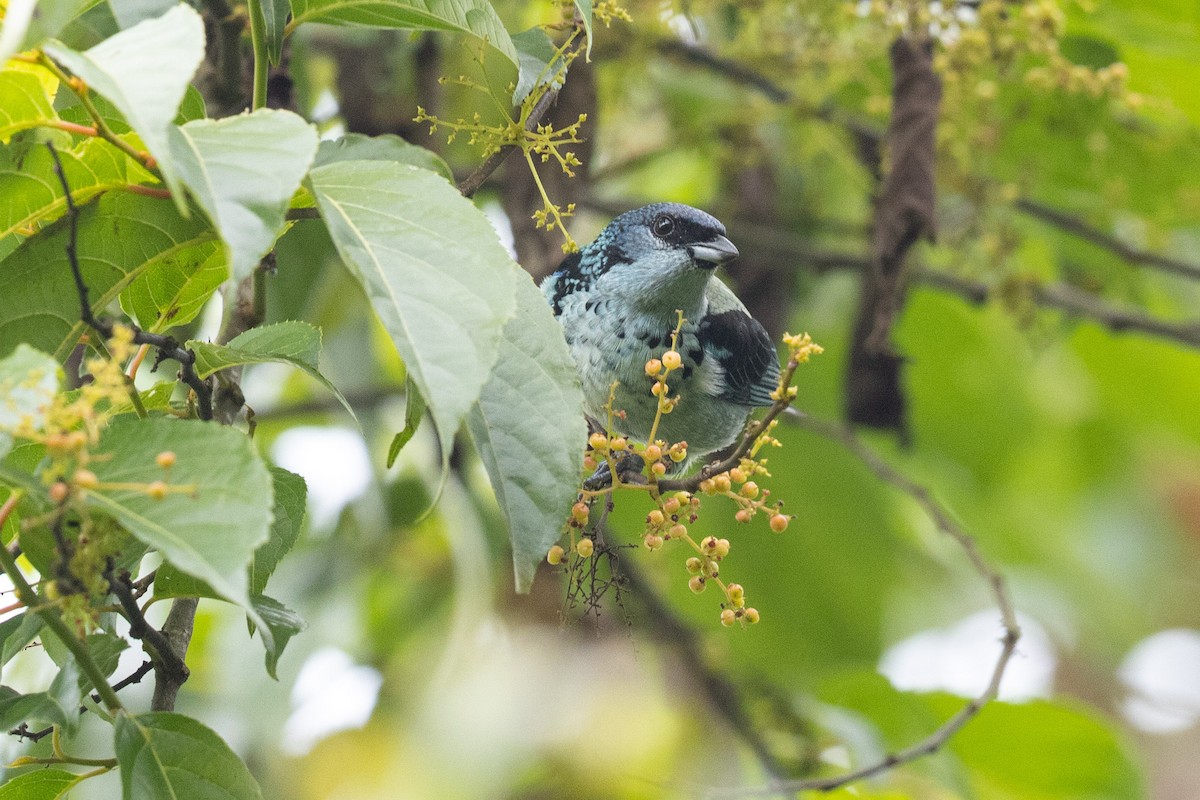 Azure-rumped Tanager - Eric VanderWerf