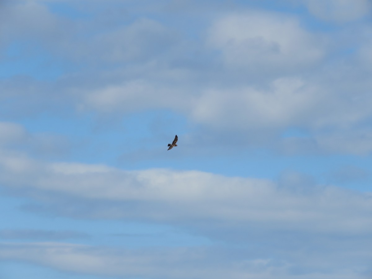 Northern Harrier - ML560090061