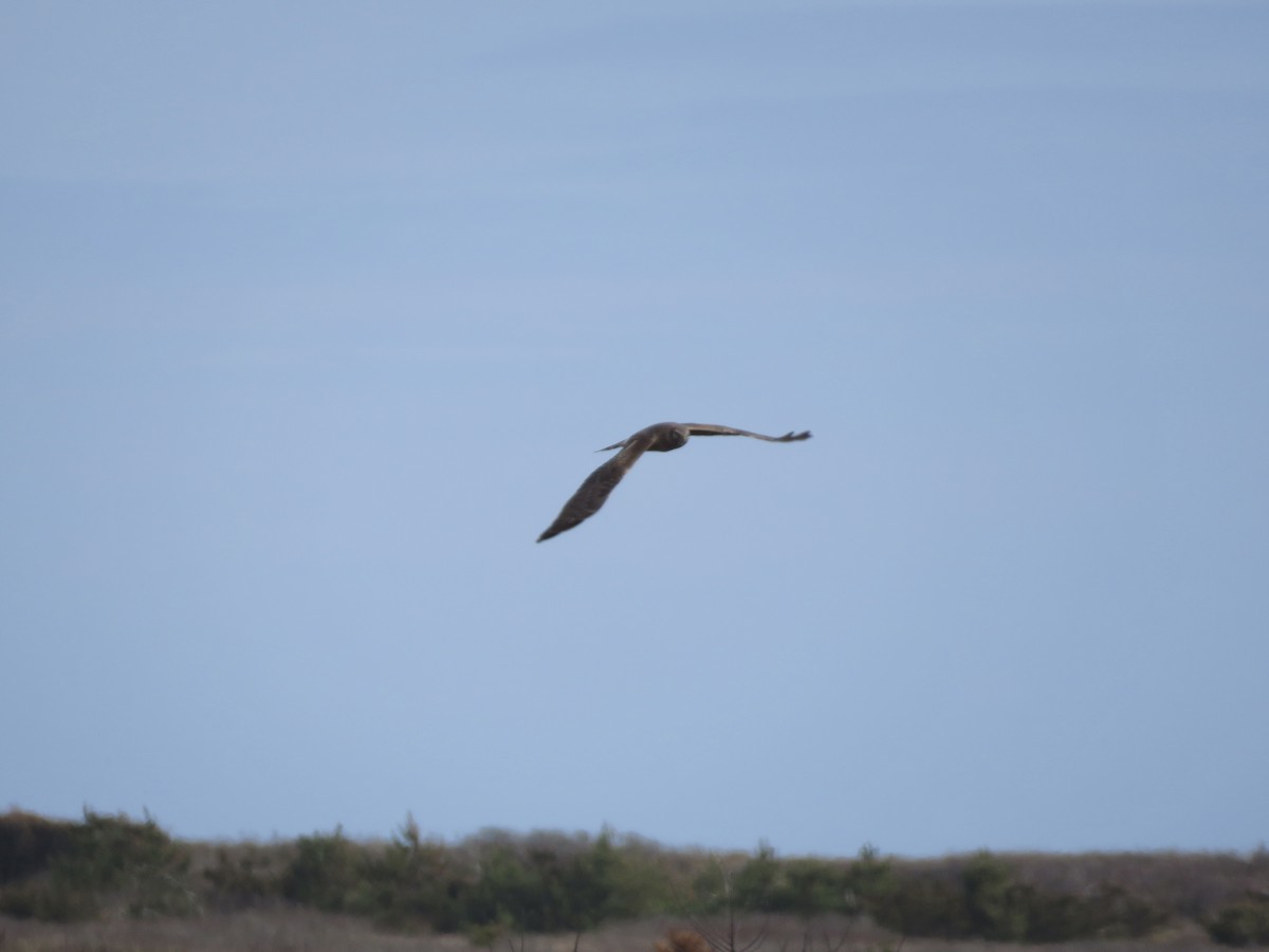 Northern Harrier - ML560090071