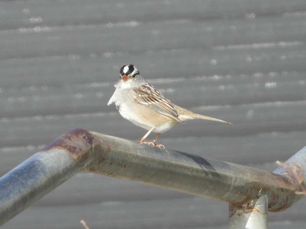 White-crowned Sparrow - ML560090751