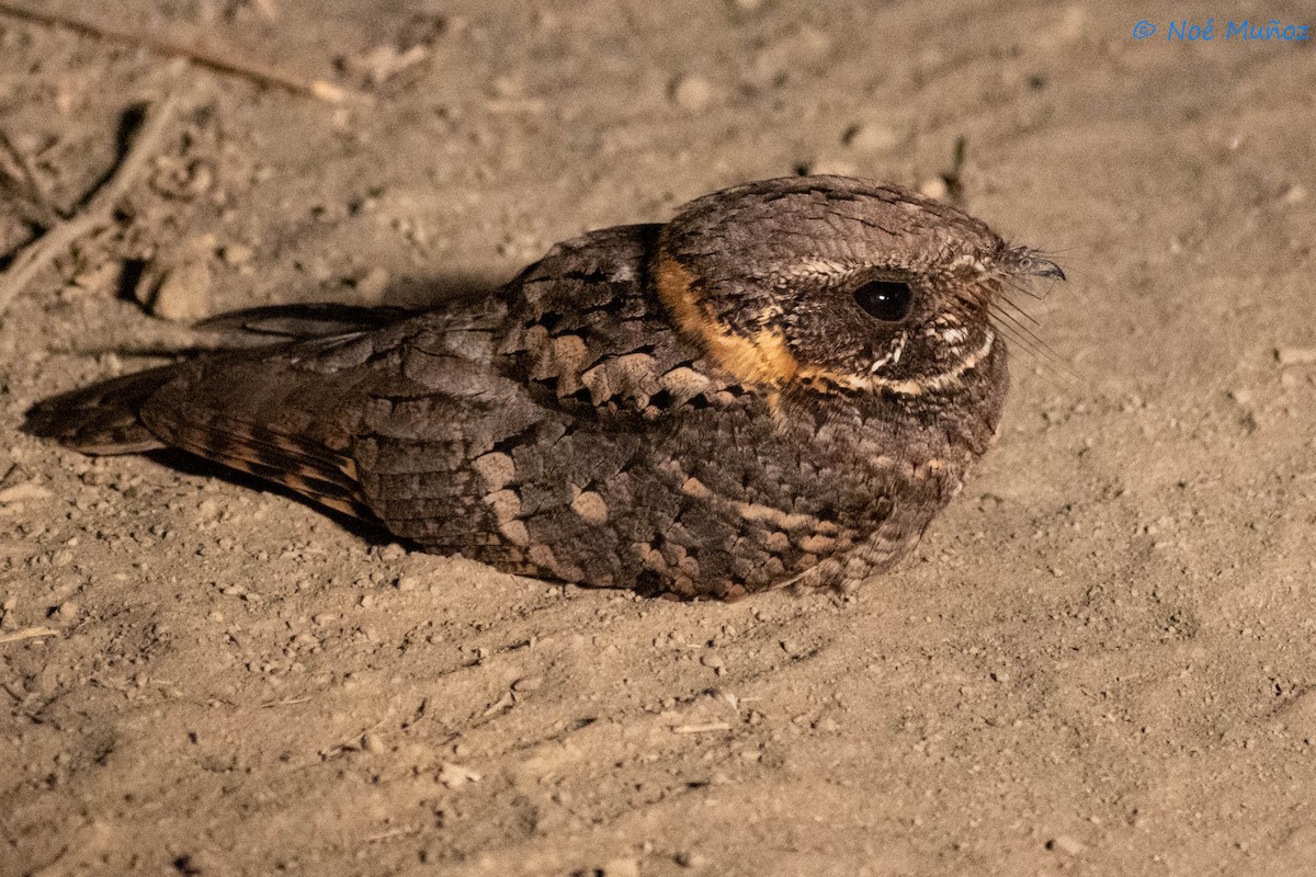 Buff-collared Nightjar - ML560091081