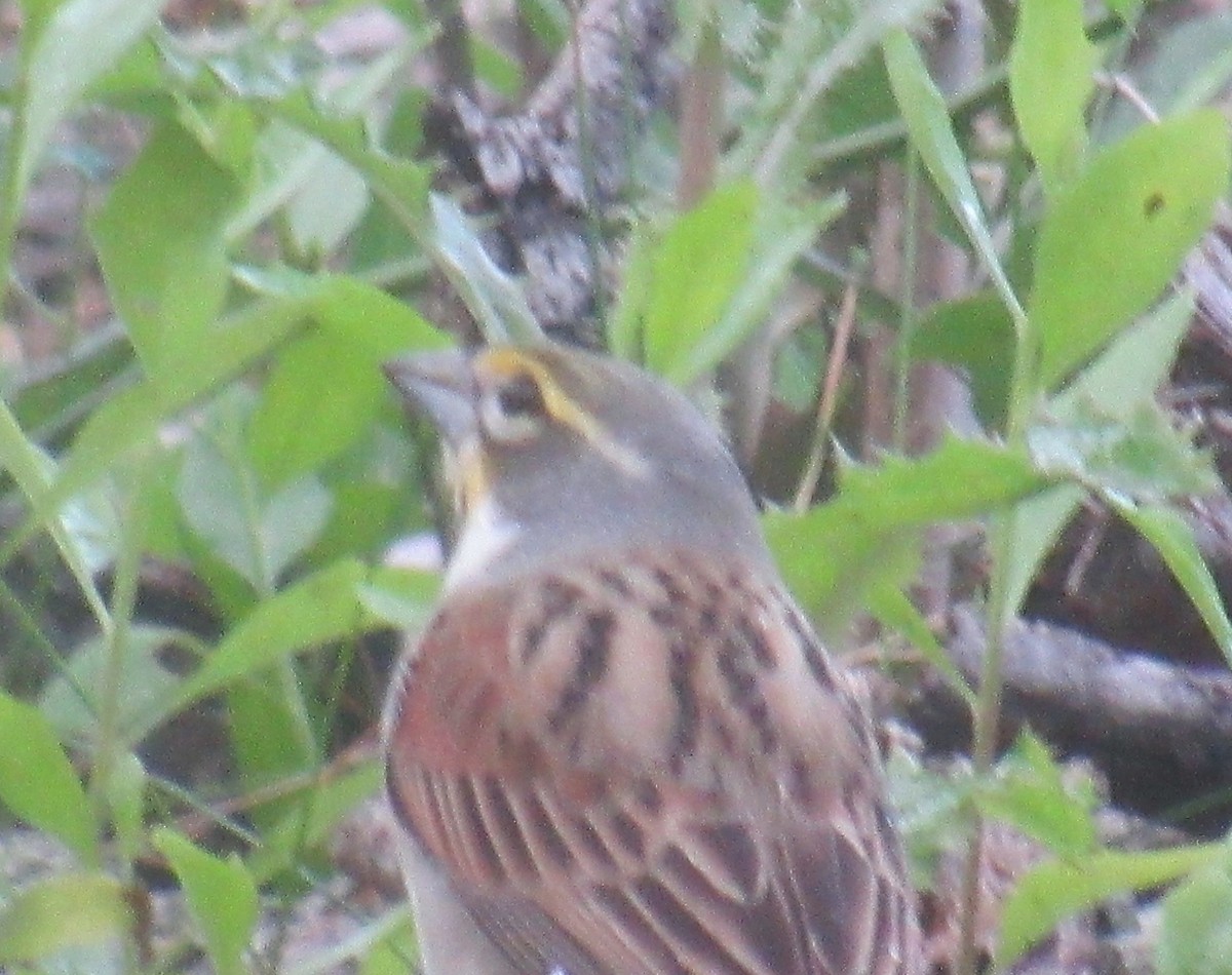 Dickcissel d'Amérique - ML560091481