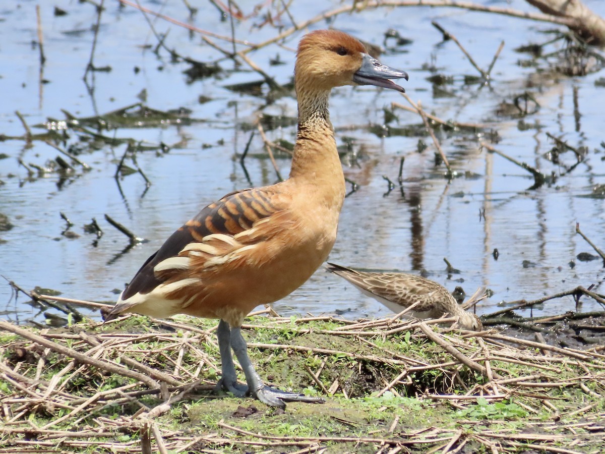 Fulvous Whistling-Duck - ML560093401