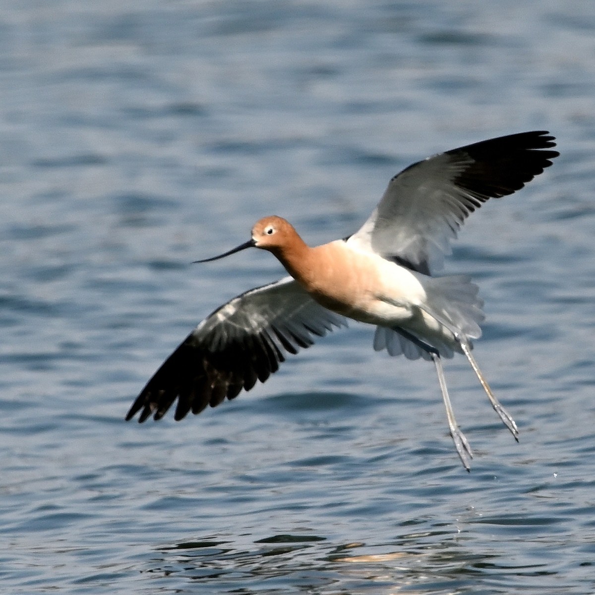 Avocette d'Amérique - ML560093821