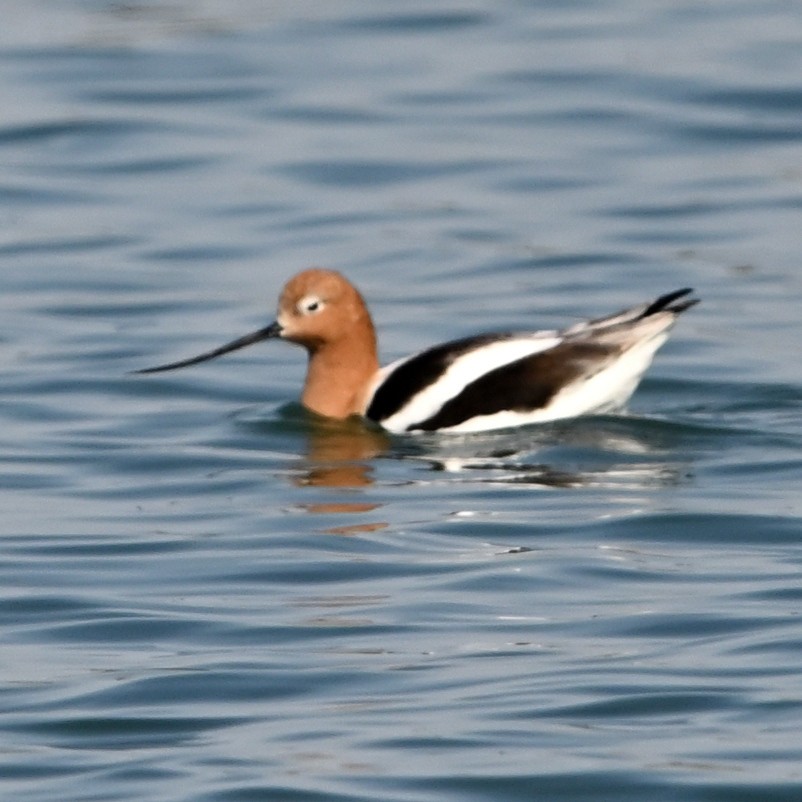 Avoceta Americana - ML560093861