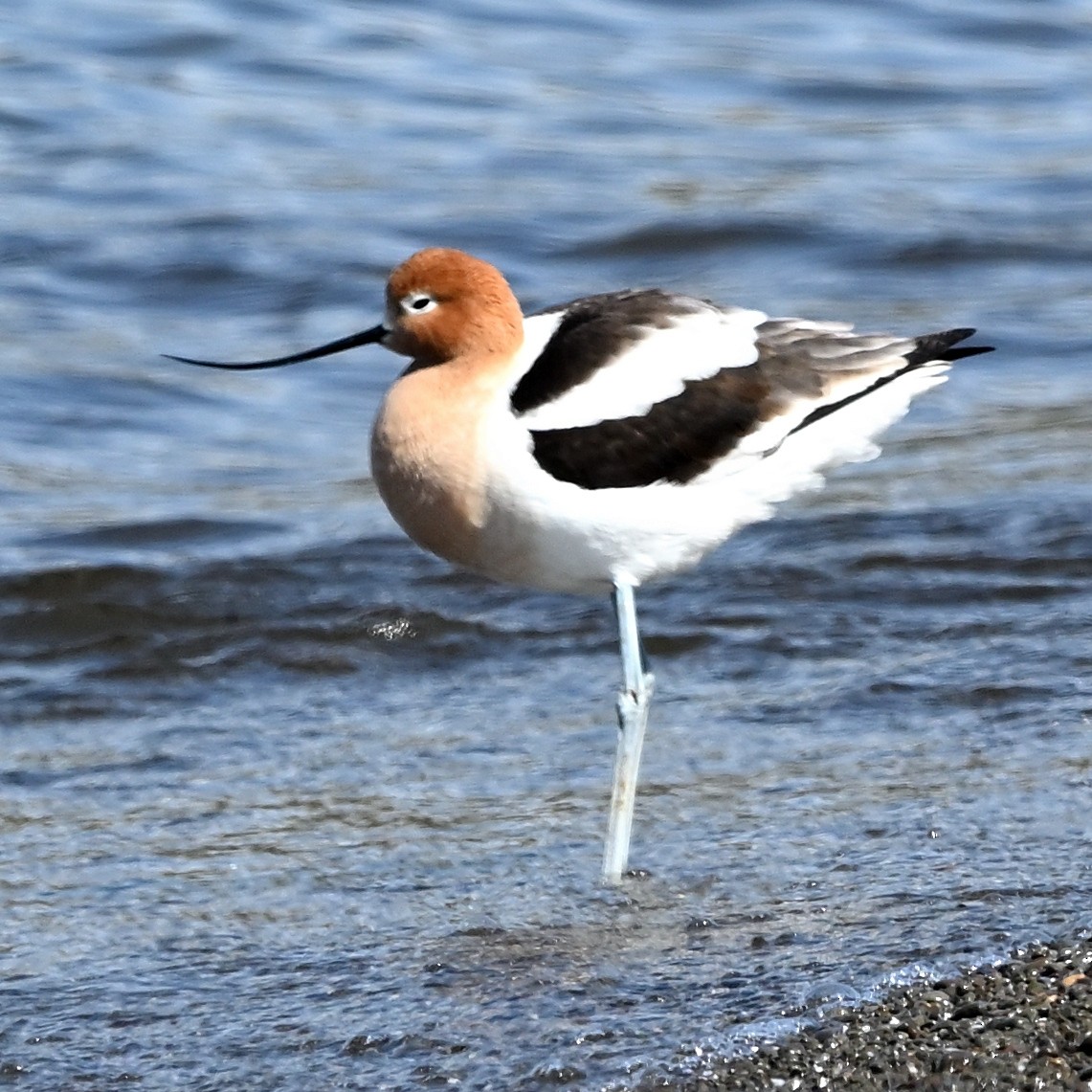 Avocette d'Amérique - ML560093881