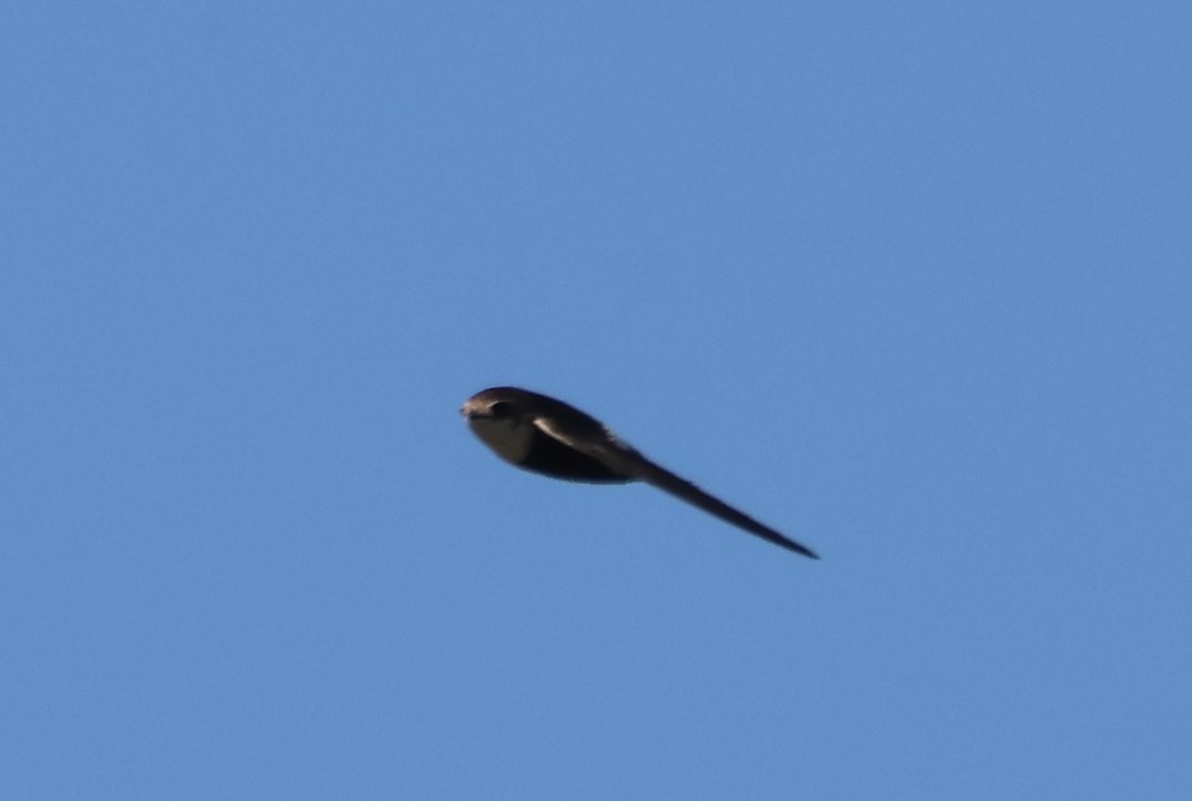 White-throated Swift - ML560093991