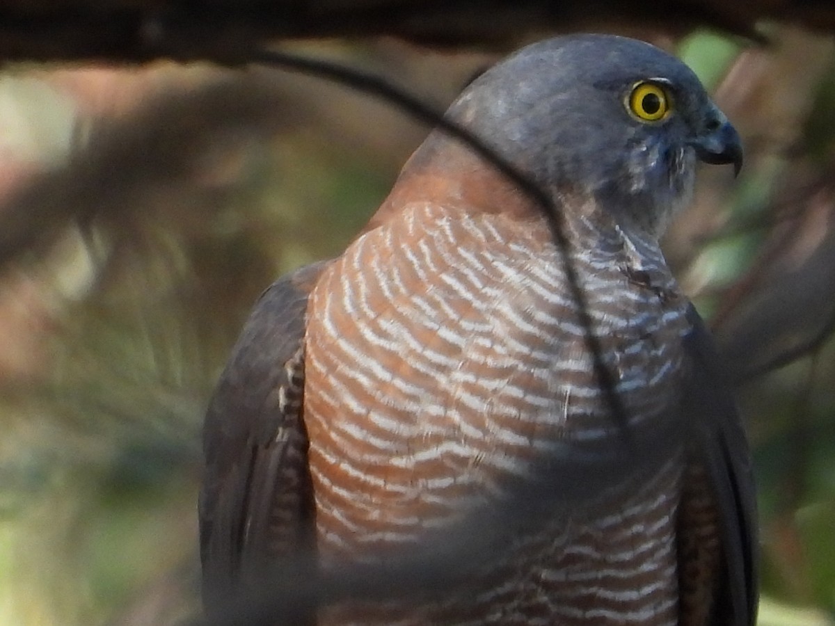 Collared Sparrowhawk - ML560094011