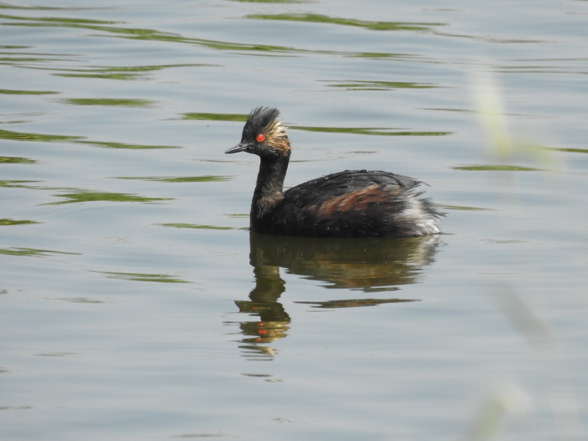 Eared Grebe - ML560094481