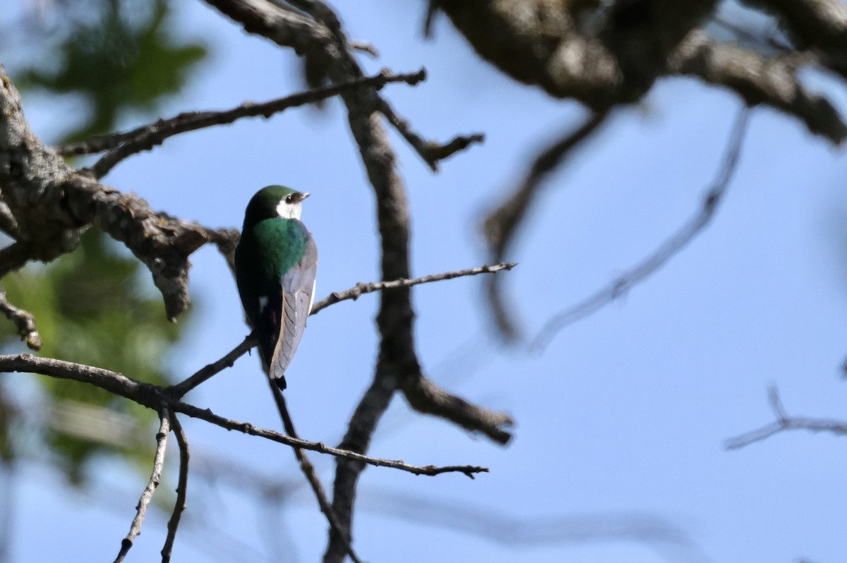 Violet-green Swallow - ML560094611