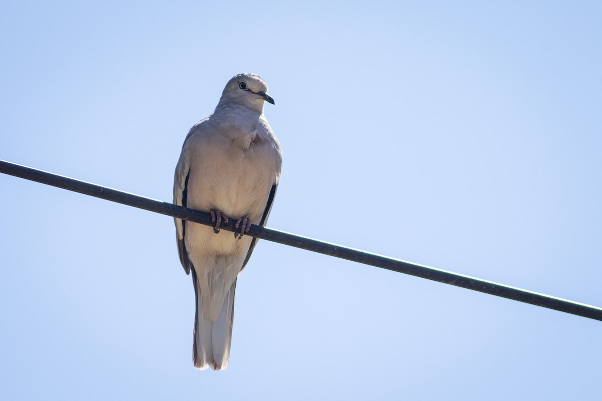Picui Ground Dove - Ariel Cabrera Foix