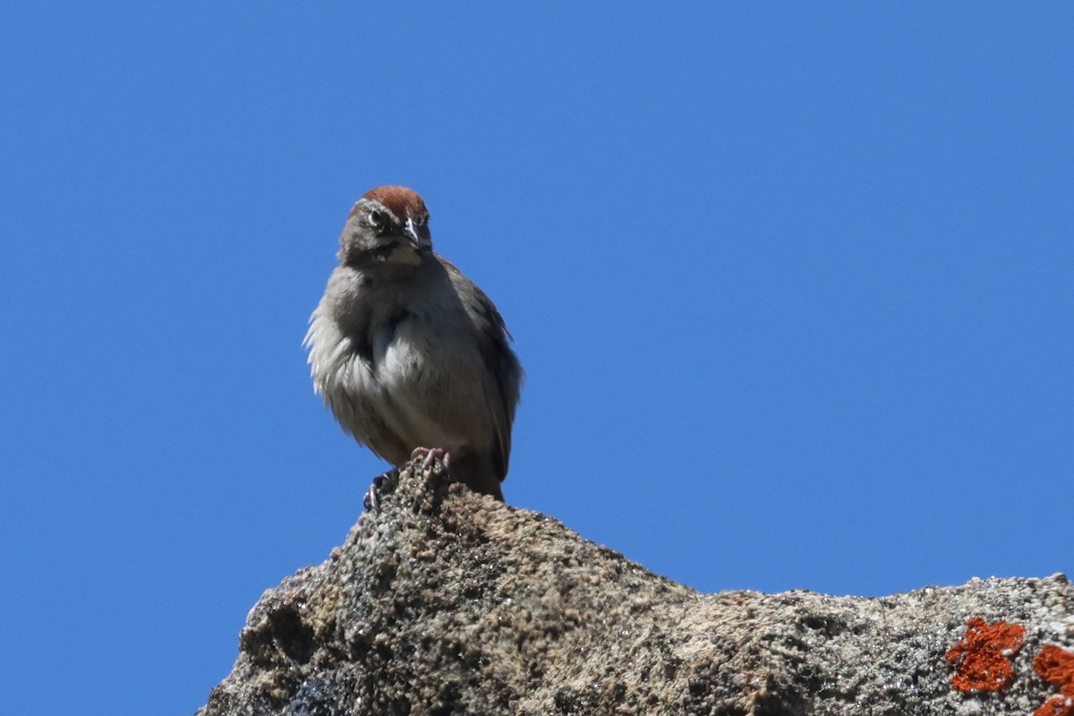 Rufous-crowned Sparrow - ML560095081