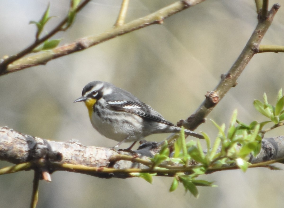 Yellow-throated Warbler - ML560095231