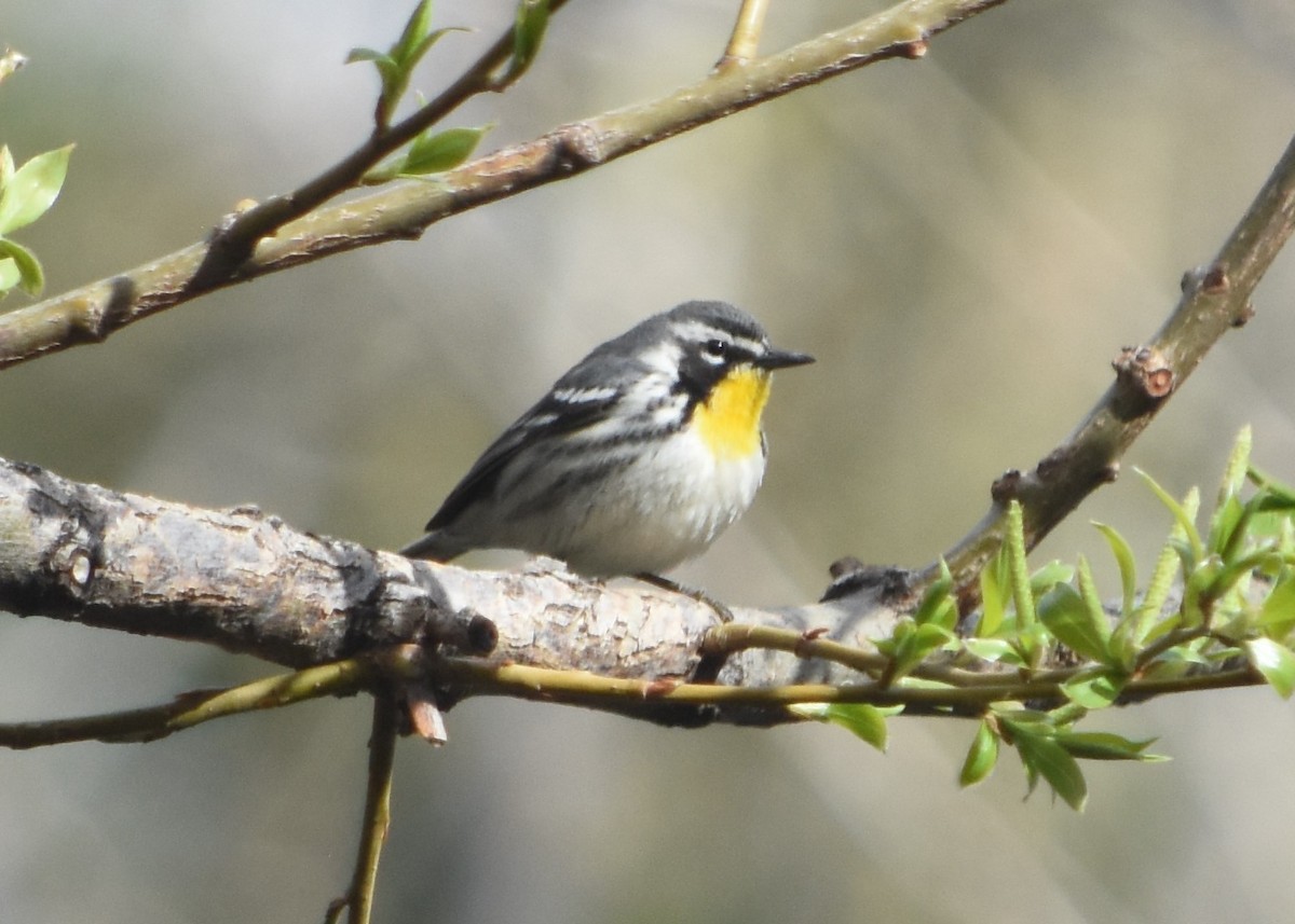 Yellow-throated Warbler - ML560095261